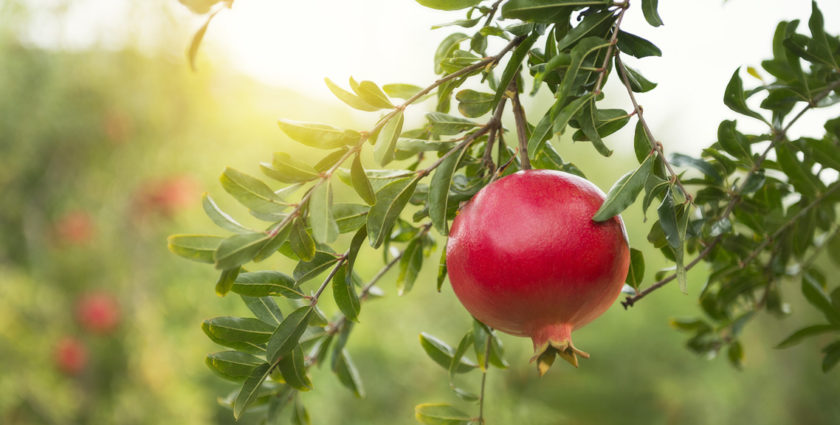 pomegranite1 pomegranite1